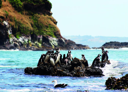 Tour Pingüineras – Exclusivo