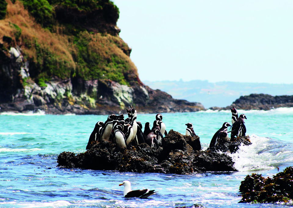 Tour Pingüineras – Exclusivo